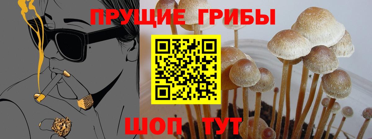 Псилоцибиновые грибы мицелий Энгельс